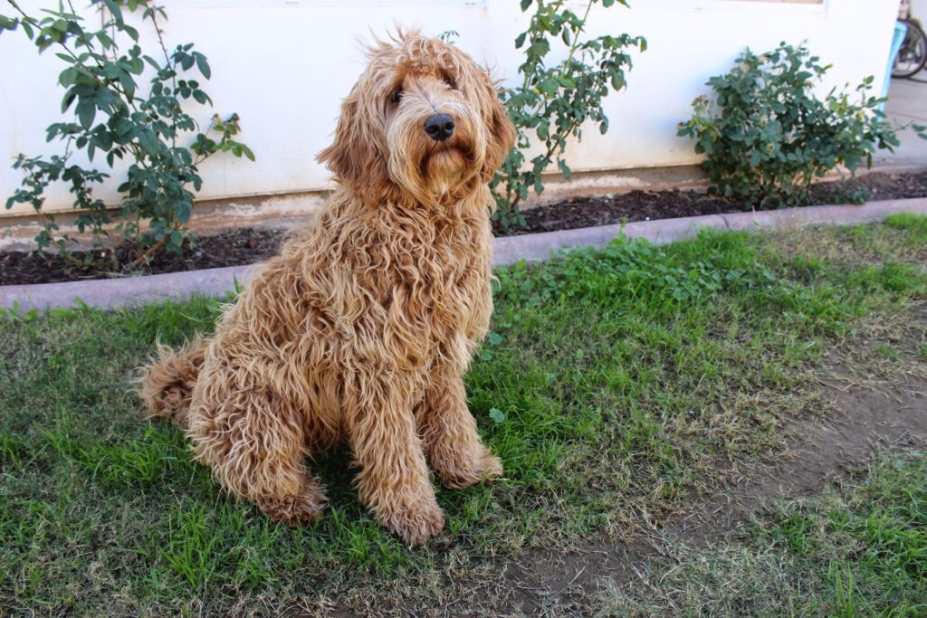 Zittende labradoodle